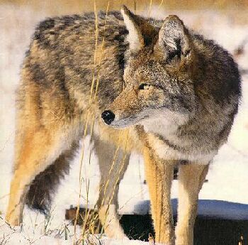 coyote animals onsnow standing trevor herriot grass notes bounty dirlist alberta lone